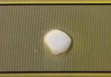 Wetenschappers hebben een menselijk brein gekweekt, ...