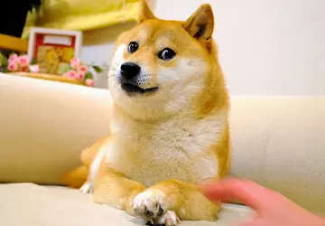 Kabosu de hond van de Doge ...