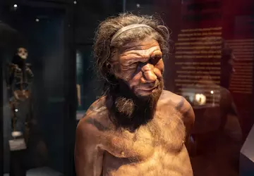 AI heeft antimicrobiële moleculen uit Neanderthalers ...