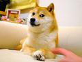 post_big/RIP_Doge.jpg
