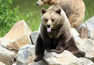 Japan gaat AI-systemen introduceren om beren ...
