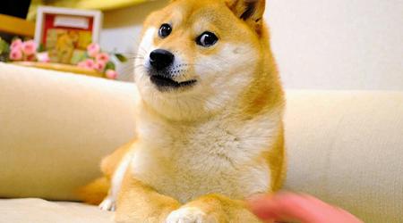 Kabosu de hond van de Doge meme is gestorven in zijn 18e levensjaar