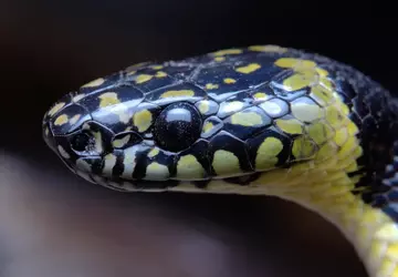 Wetenschappers filmen zeldzame wolfslang in Tibet