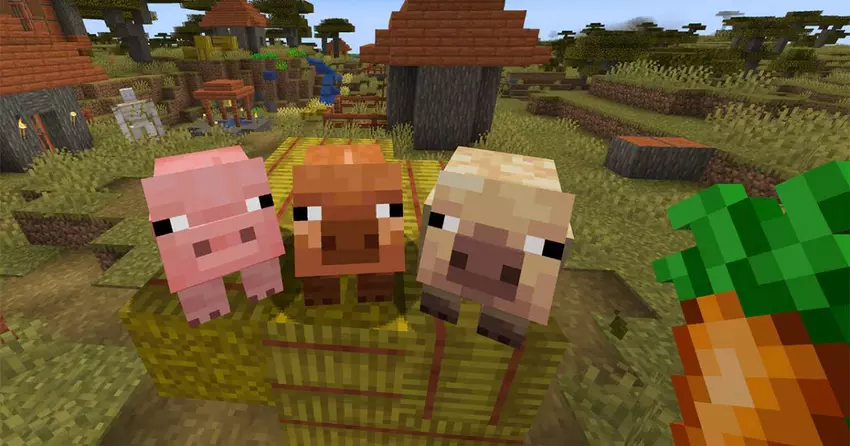 Minecraft krijgt een belangrijke update die twee nieuwe soorten varkens toevoegt aan het spel!