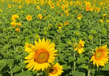 Een video laat zien hoe planten ...