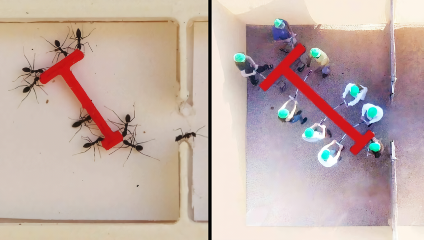 Mieren vs. mensen: experiment toont aan wie effectiever is in het oplossen van groepstaken