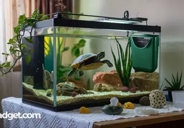 Beste Filter voor Schildpaddenbak