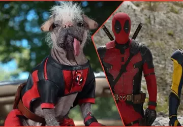 Laat de honden los: Ryan Reynolds ...