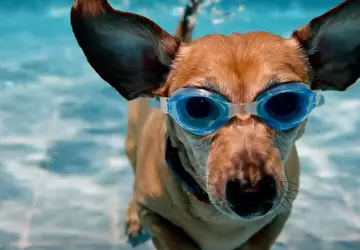 Veo 2 video generatie toegevoegd aan ...