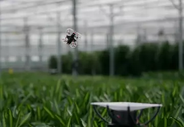 Nederlandse ingenieurs willen insecten in kassen ...
