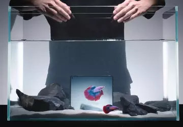 Vivo X Fold 5 opvouwbare smartphone ...