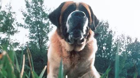 Netflix is van plan een reimagining te maken van Kings roman Cujo over een verschrikkelijke hond