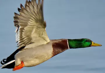 Deze keer niet: gerenommeerde insiders ontkrachten ...