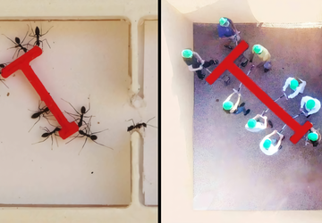 Mieren vs. mensen: experiment toont aan ...