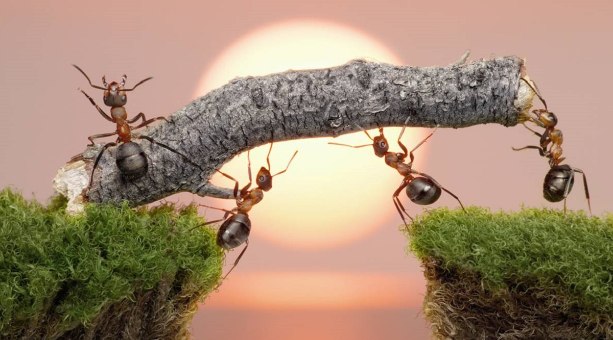 Voel je als een insect: de gameplaytrailer van het ongewone strategiespel Empire of the Ants wordt gepresenteerd Voel je als een insect: de gameplaytrailer van het ongewone strategiespel Empire of the Ants wordt gepresenteerd
