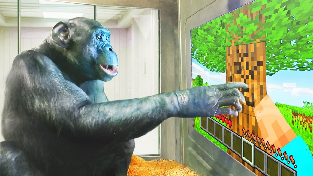 Een aap speelt Minecraft - en het is geen grap! Een verbluffende video van de gameplay van een chimpansee is gepubliceerd Een aap speelt Minecraft - en het is geen grap! Een verbluffende video van de gameplay van een chimpansee is gepubliceerd